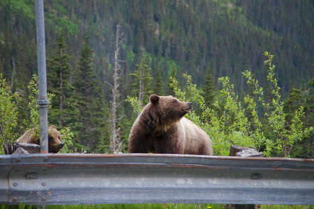 Grizzly Bears, mother and cub along roadside feeding on dandelions during summer in Alaskaの写真素材