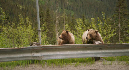 Grizzly Bears, mother and cub along roadside feeding on dandelions during summer in Alaskaの写真素材