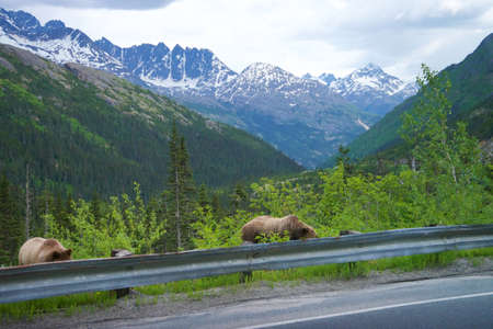 Grizzly Bears, mother and cub along roadside feeding on dandelions during summer in Alaskaの写真素材