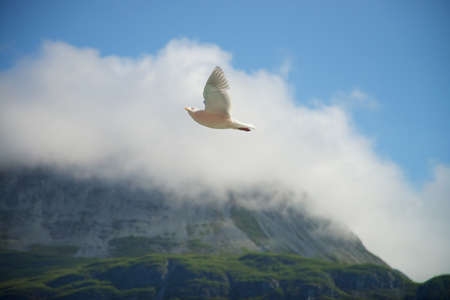 Seagull flying overhead in Alaska with mountain and cloud cover in background.の写真素材