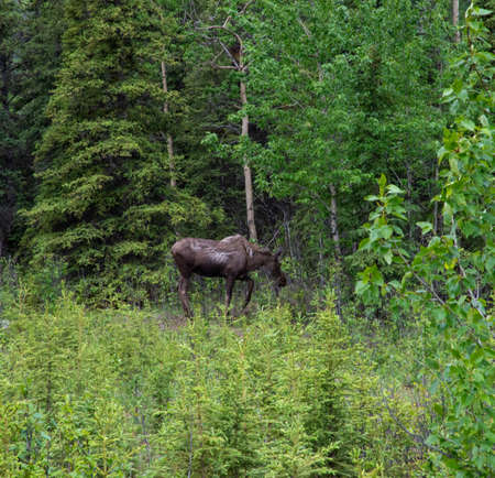 A Moose forages for food in woodland and tall grass field, during Summer in Alaska.の写真素材