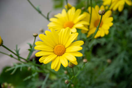Close up on small yellow flowersの写真素材