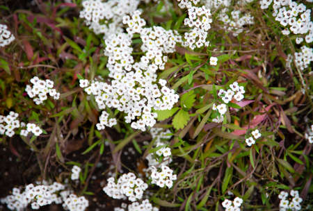 Closeup on tiny white flowers growing on the groundの写真素材