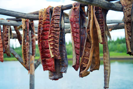 Fresh caught Salmon hanging to dry in by River in Fairbanks Alaskaの写真素材