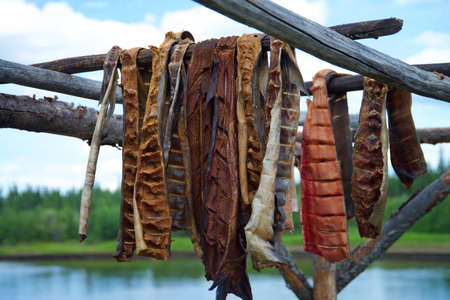 Fresh caught Salmon hanging to dry and smoke in by River in Fairbanks Alaskaの写真素材