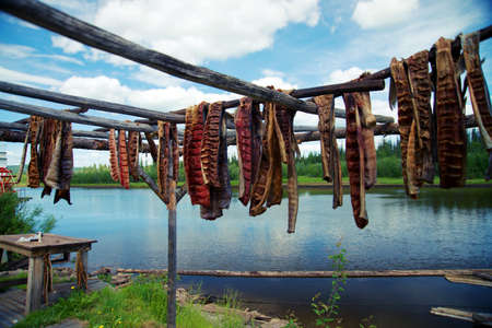 Fresh caught Salmon hanging to dry and smoke in by River in Fairbanks Alaskaの写真素材