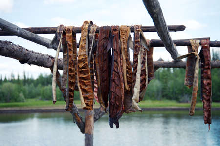 Fresh caught Salmon hanging to dry and smoke in by River in Fairbanks Alaskaの写真素材