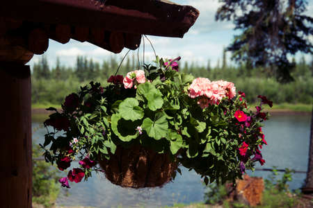 Hanging potted plant, with pink and red flowers with river and trees in background.の写真素材
