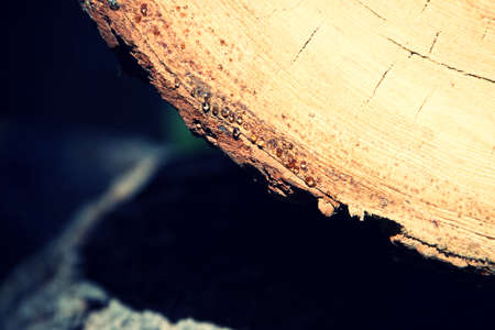 Close up on freshly cut trees, stacked for firewood.の写真素材