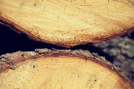 Close up on freshly cut trees, stacked for firewood.の写真素材