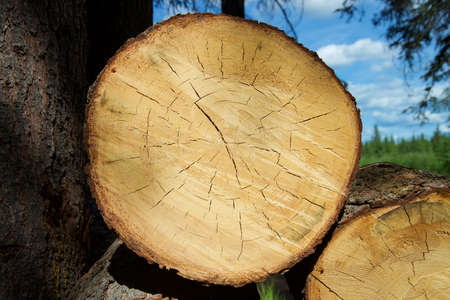 Close up on freshly cut trees, stacked for firewood.の写真素材