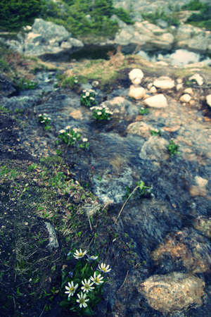 Small bright flowers growing on rock terrain.の写真素材