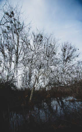 Harsh landscape of barren trees during winter day