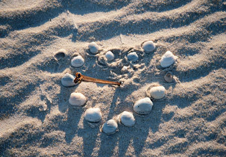 Shells arrange in heart shape on sandy beach with horseshoe crab tail piecing the heart