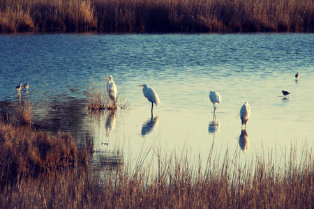 Multiple Great Snowy Egrets in marshy inlet on Assteague Island