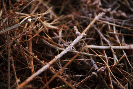 Close up on blade of grass with frost on them.