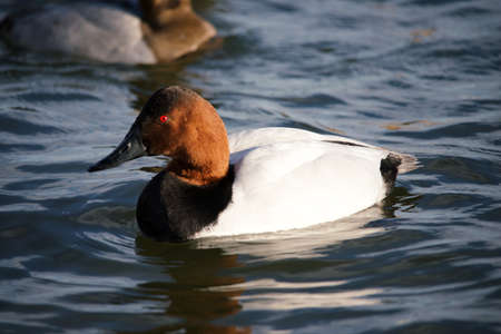 Canvasback Duck floating in waterの写真素材