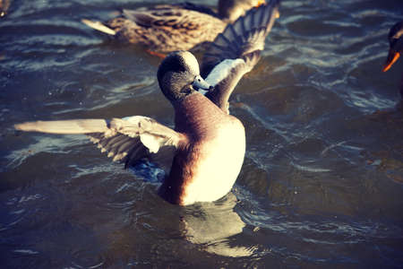 American Wigeon Duck with wings out