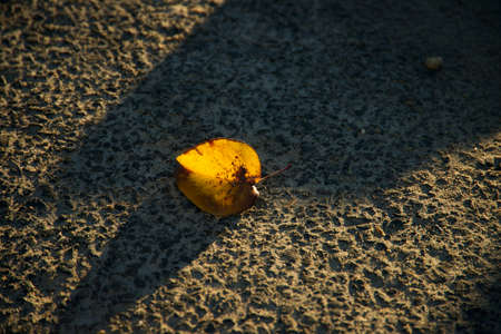 Closeup on yellow leaf laying on concrete path, with morning light illuminating the leafの写真素材