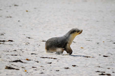 Single Young Baby Seal pup walking on sandy beach