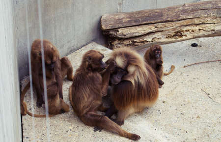 gelada baboons in zoo enclosureの写真素材