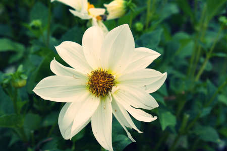 Close up view of off white Flowers in Gardens; garden is in Germany during summer.の写真素材