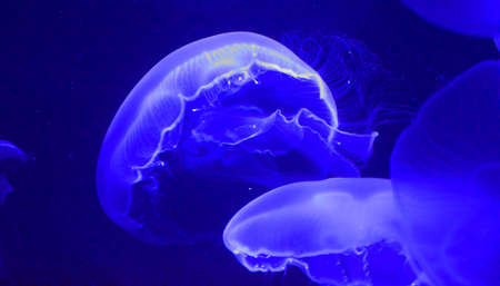 Jelly fish floating in aquarium tank under a blue light in black and white