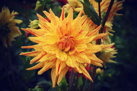 Close up view of Neo decorative dahlia flower in Gardens; garden is in Germany during summer.の写真素材