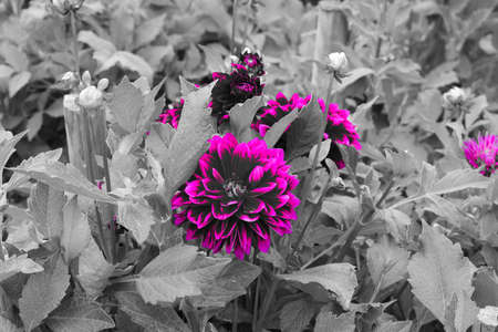 Close up view of Flowers in Gardens; whit only the purple color highlighted.の写真素材