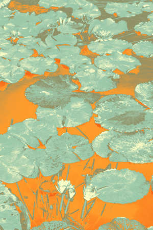 Bright orange and light grey abstract view of lotus flower and lily pad.の写真素材