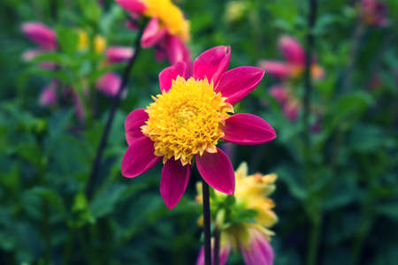 Close up view of Flowers in Gardens; garden is in Germany during summer.の写真素材