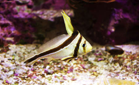 White, Yellow, and black striped fish in saltwater tank.