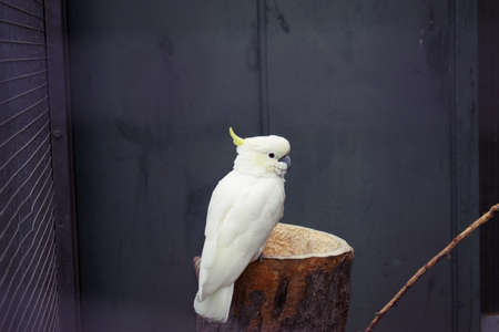 White Cockatoo in zoo enclosureの写真素材