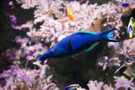 Blue fish in salt water tank
