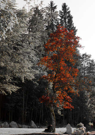 Red leaf tree only color in photo of outdoor parkの写真素材
