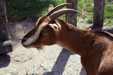 Cute pygmy goat in petting zooの写真素材