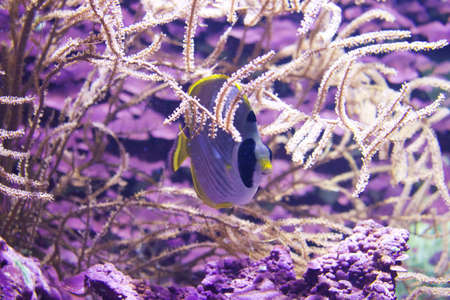 Tropical fish in salt water reef tanks.
