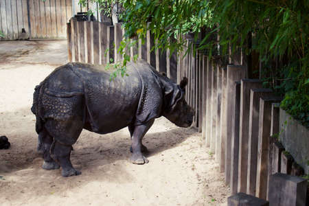 Rhinoceros in zoo enclosure with horn shaved off.の写真素材