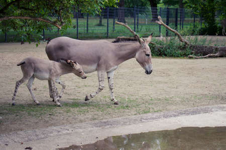 Mother and child African wild donkeyの写真素材