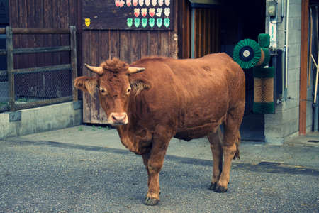 Limpurg Cow, German bred, cattle in zoo enclosure as seen in camera phoneの写真素材