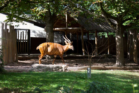 Sunlight hitting Bongo antelope in zoo enclosureの写真素材