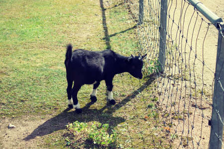 Cute pygmy goat in petting zoo enclosuresの写真素材