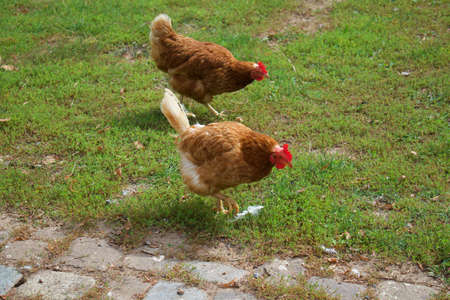 Two brown chickens looking for food in grassy fieldの写真素材
