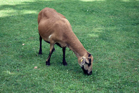 Cute pygmy goat in petting zooの写真素材
