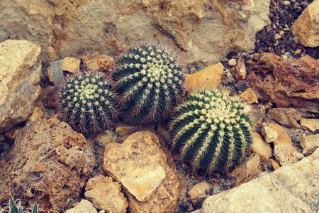 Desert plants, cactus, in hot house with rocky dry soil