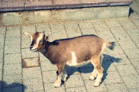 Cute pygmy goat in petting zooの写真素材