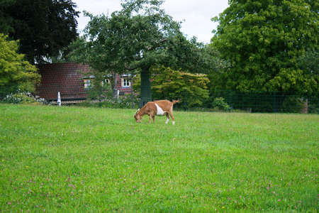 goats grazing in grassy field, in outdoor parkの写真素材