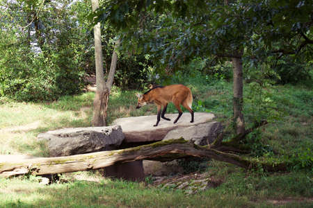 A Maned wolf in a zoo woodland enclosureの写真素材