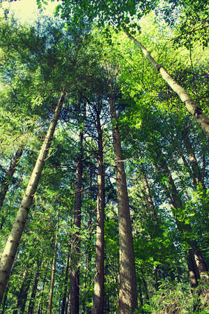Forrest, woodlands around Lake Eibsee in Germany