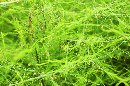 Close up on dense overgrown foliage with wispy texture in vivid green color